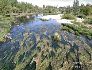 Ranunculion fluitantis