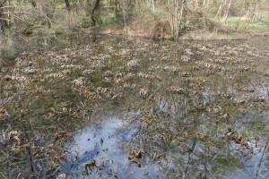 Stratiotetum aloidis