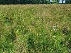 Hordeo secalini - Ranunculetum velutini