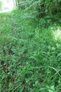 Trifolio medii - Teucrienion scorodoniae