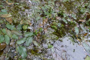 Potamogetono polygonifolii - Isolepidetum fluitantis